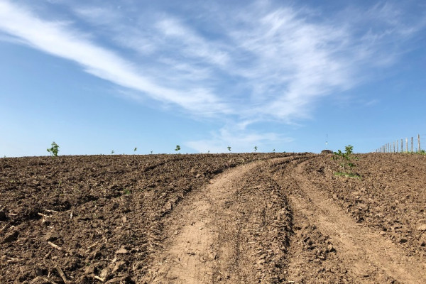 Ореховый сад в Киевской области